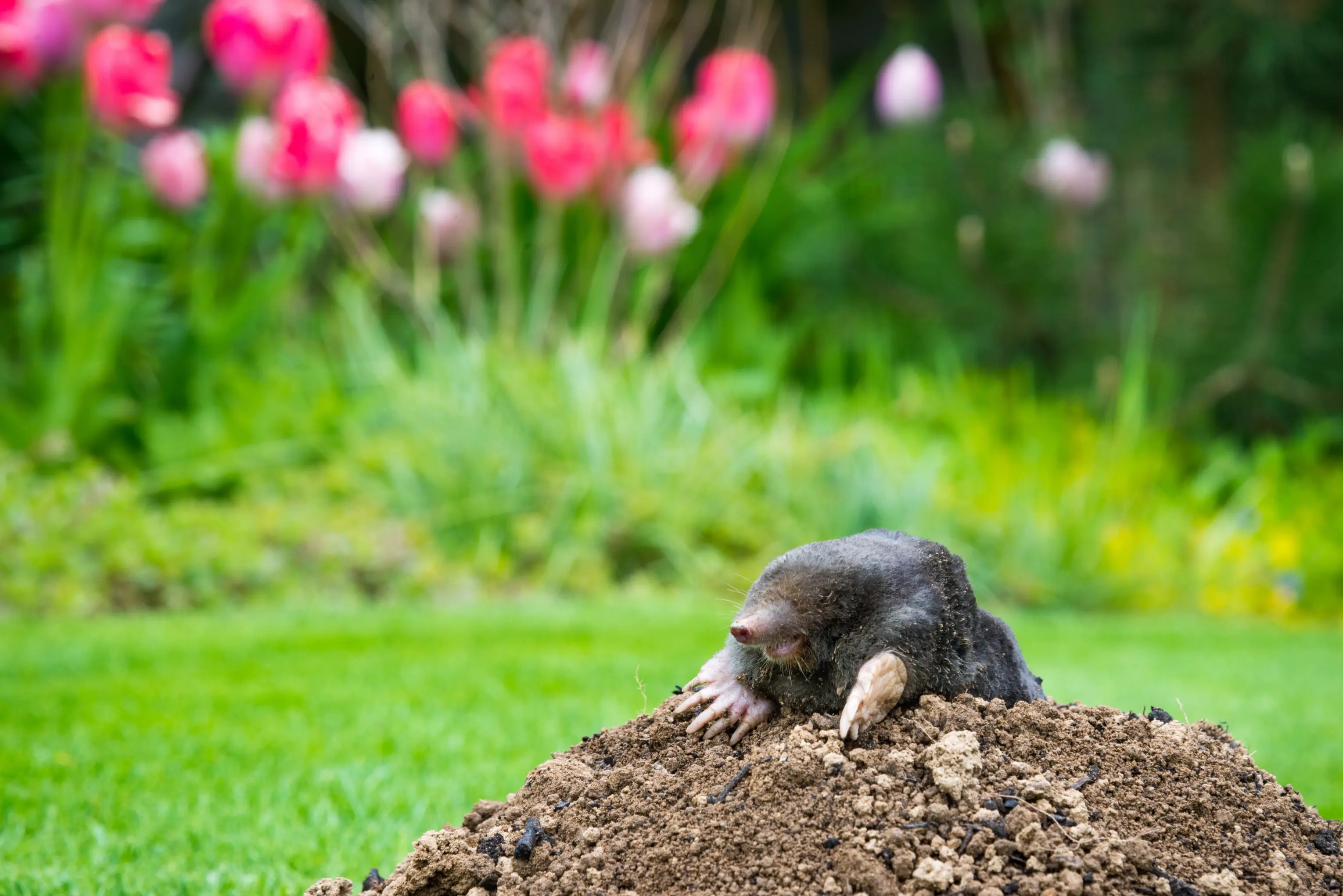 Mole emerging from its burrow in a lawn
