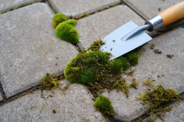 Green moss growing between patio stones
