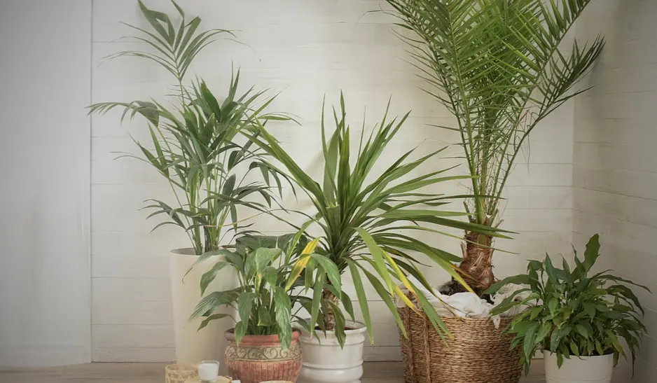 Various house plants arranged indoors, enhancing the space with natural beauty and freshness