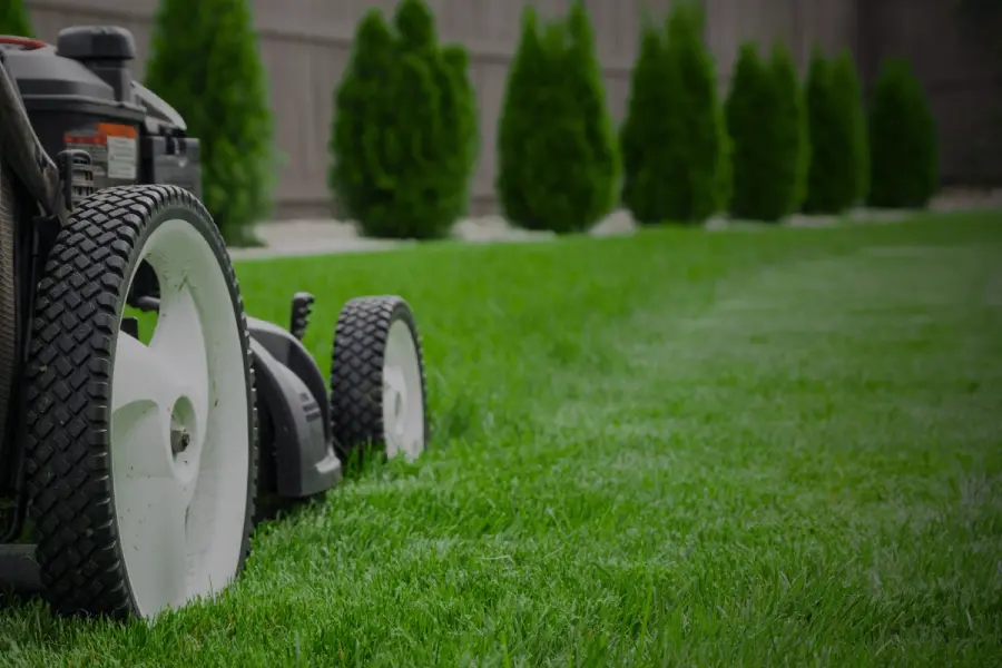 A close-up view of a lawnmower’s wheels on a healthy green lawn, capturing precision mowing during regular lawn maintenance.