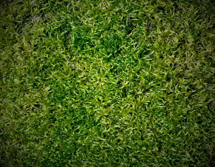 "Thick moss covering a lawn in a shaded area, showing how moss competes with grass and creates uneven patches."
