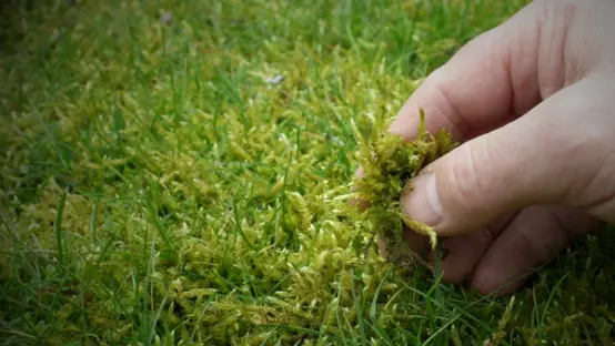 Moss growing on a garden lawn, highlighting common lawn health issues