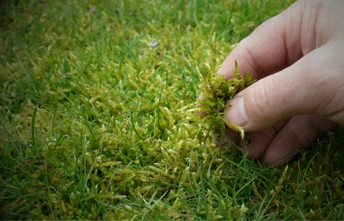 Moss growing on a garden lawn, highlighting common lawn health issues
