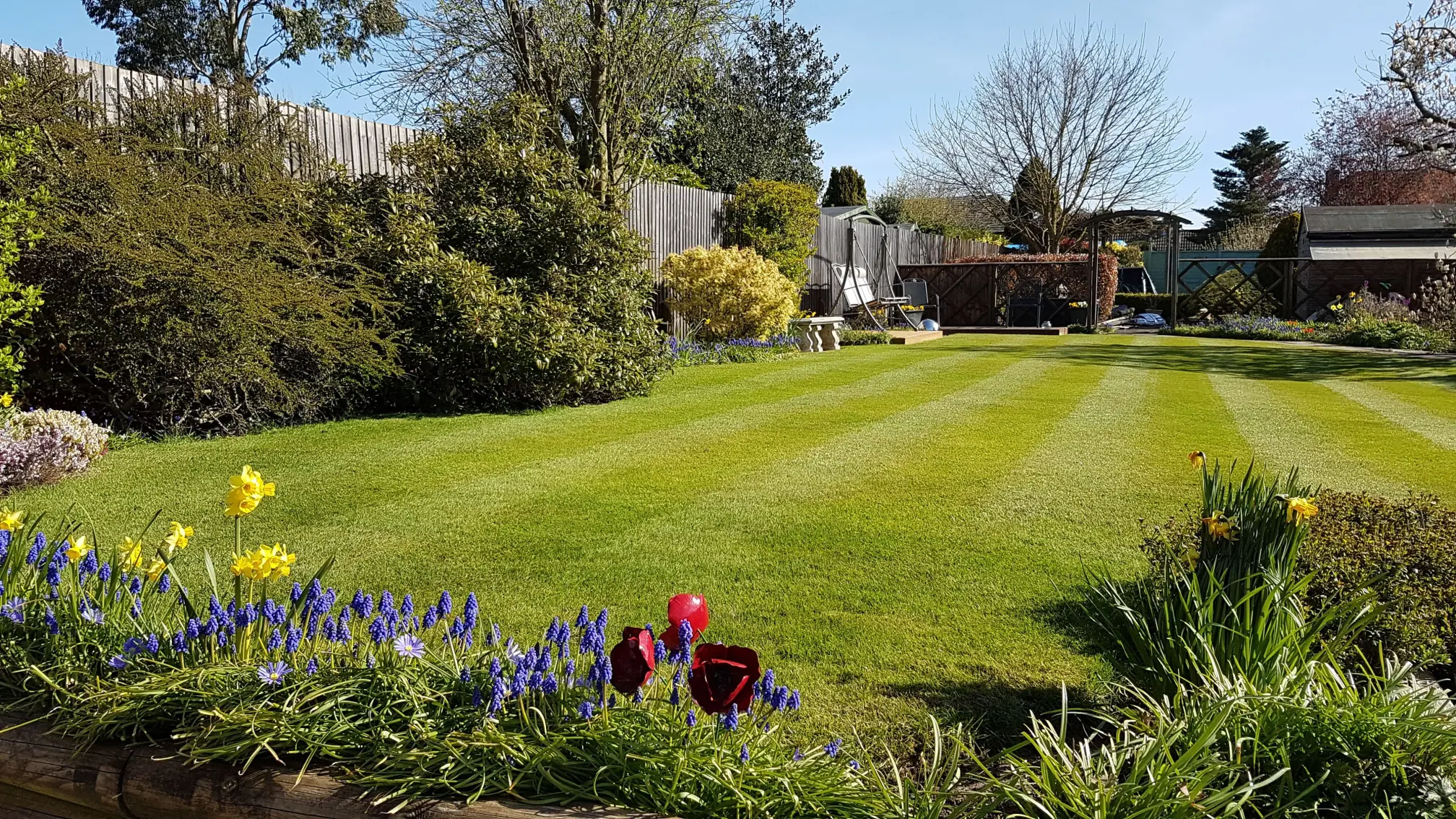 Lush lawn with stripes surrounded by a border of daffodils and lavender.