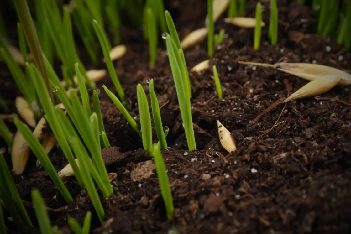 Grass seed germinating in soil, showing early stages of lawn growth and overseeding.