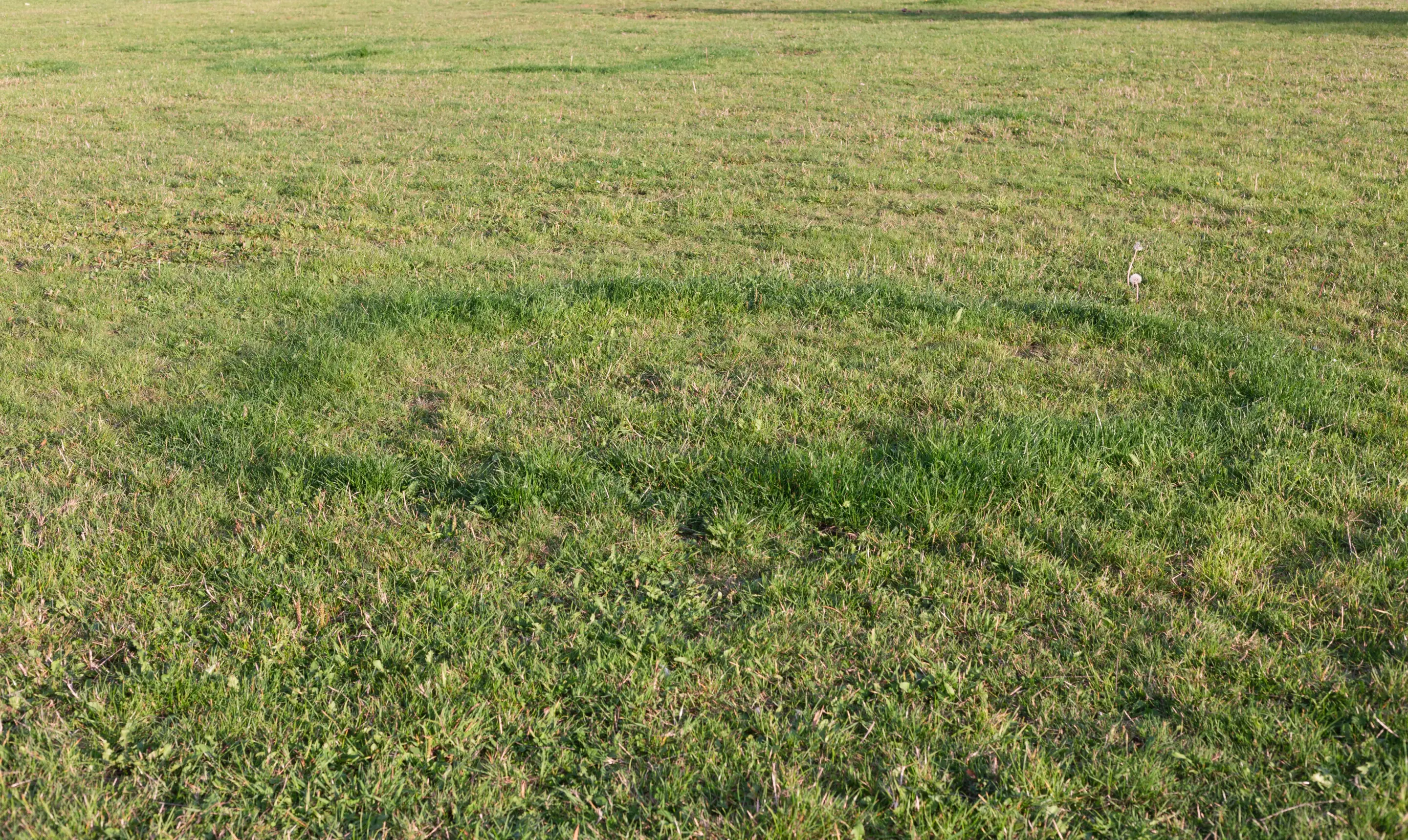 dark fairy ring lawn disease in poor lawn