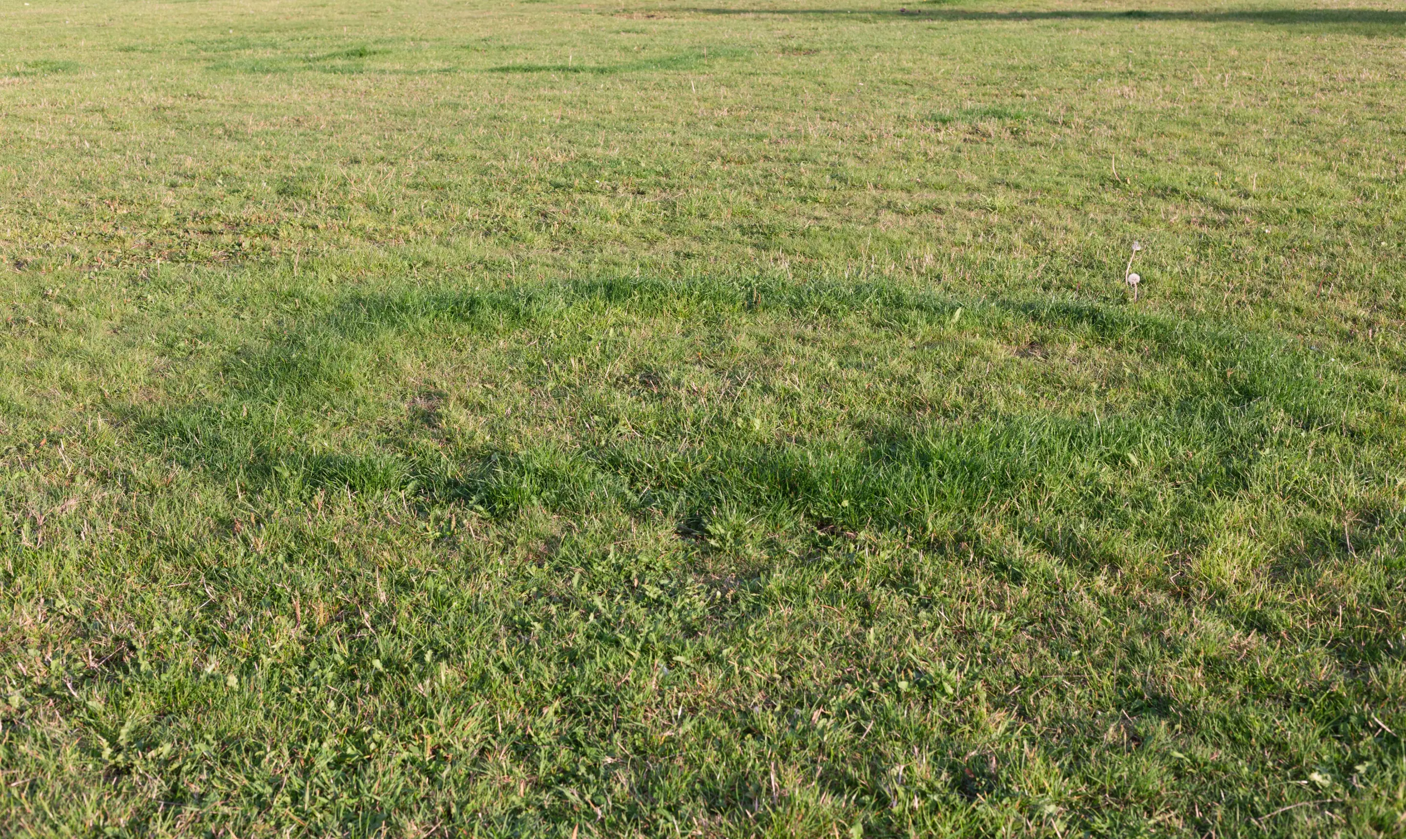 dark fairy ring lawn disease in poor lawn