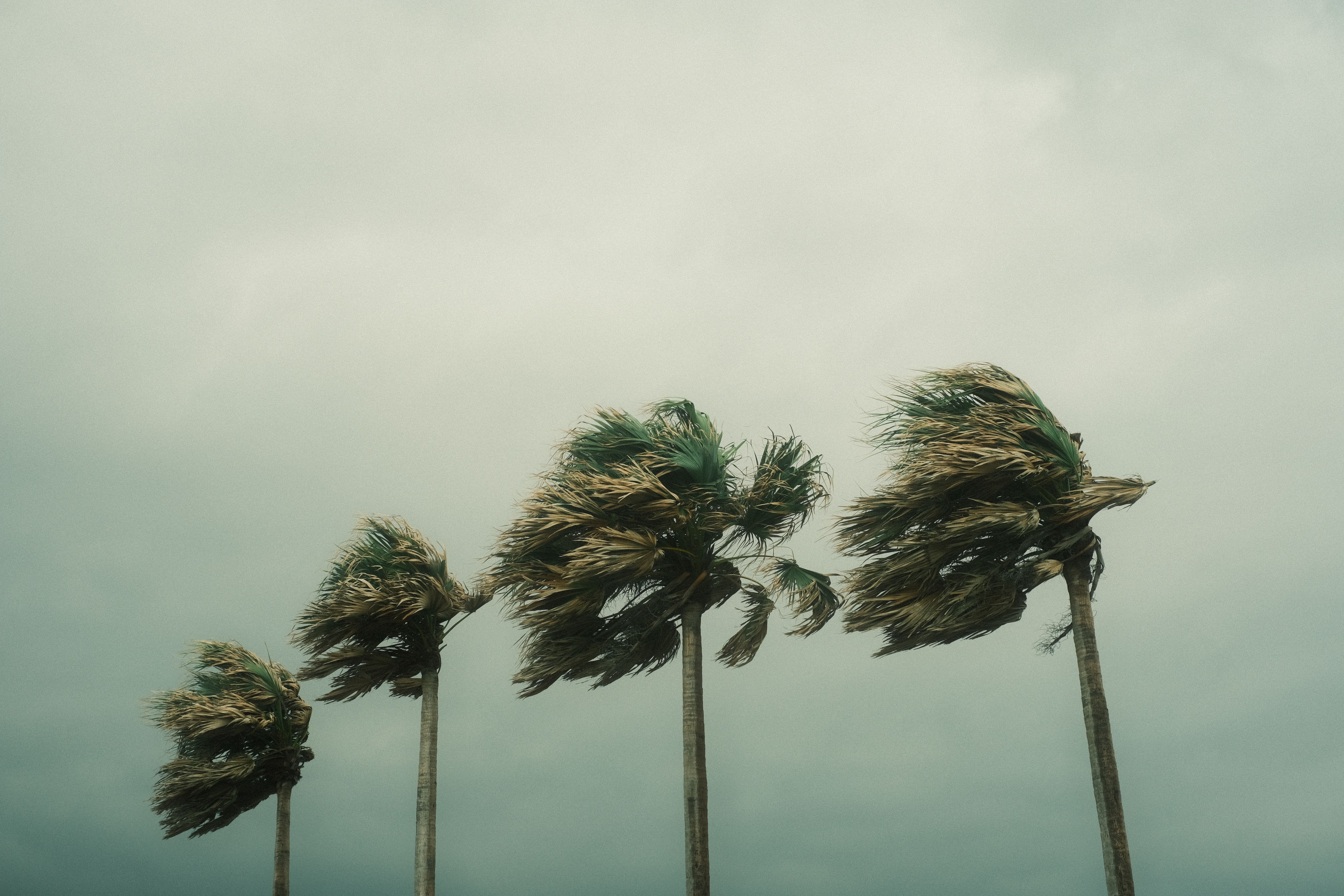 Palm trees bending in strong hurricane winds under a gray sky, showing storm stress that can lead to domestic violence charges in Florida.