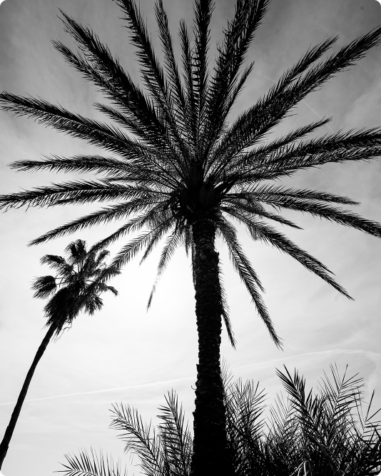 Palm Tree