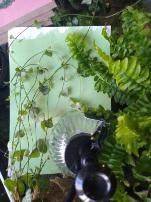 Flora Umbrae and Life Patterns