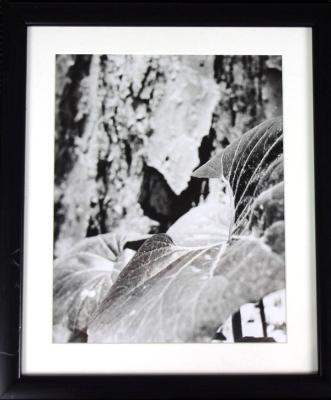 B&W Photographs (including hand tinted and hand sewn)