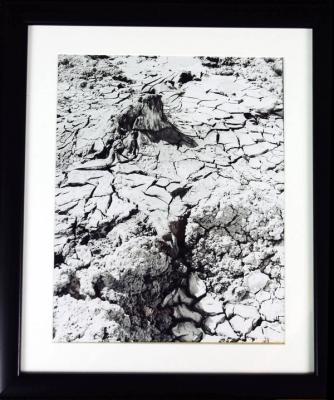 B&W Photographs (including hand tinted and hand sewn)