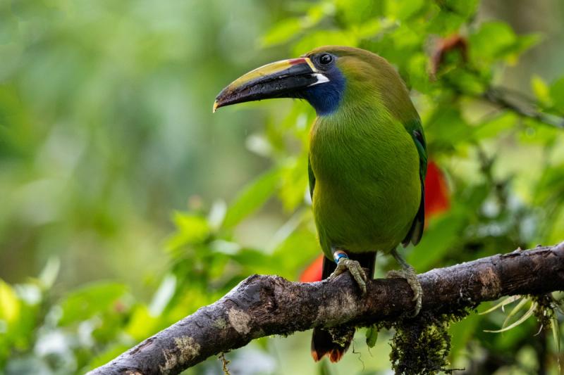 Costa Rica Tours 7 noche