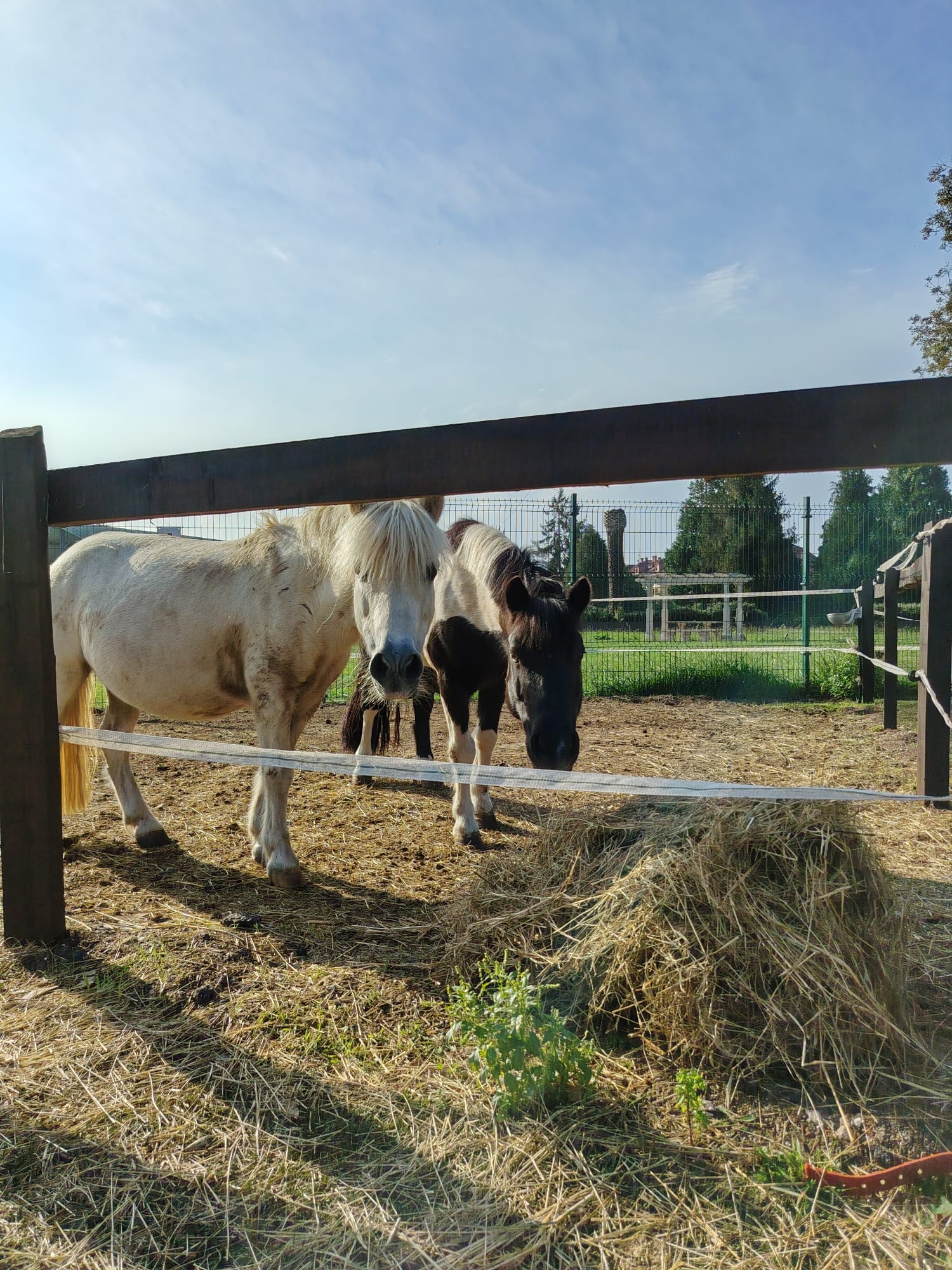 Caballos en CHAS Gijón