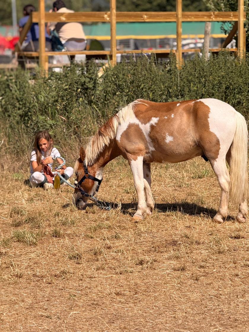 Campeonato Nacional Equitación con Ponis 2026 — foto 15