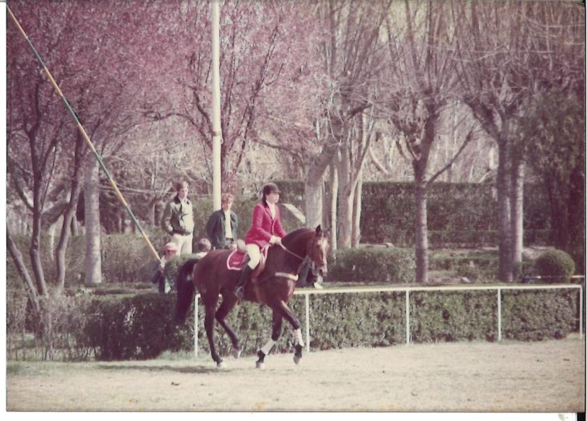 Caballos de Concursos — foto 23