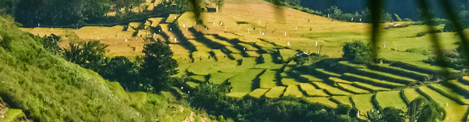 A vibrant panoramic view of lush green and golden rice terraces cascading down rolling hillsides, likely in a Southeast Asian country like Indonesia or the Philippines.