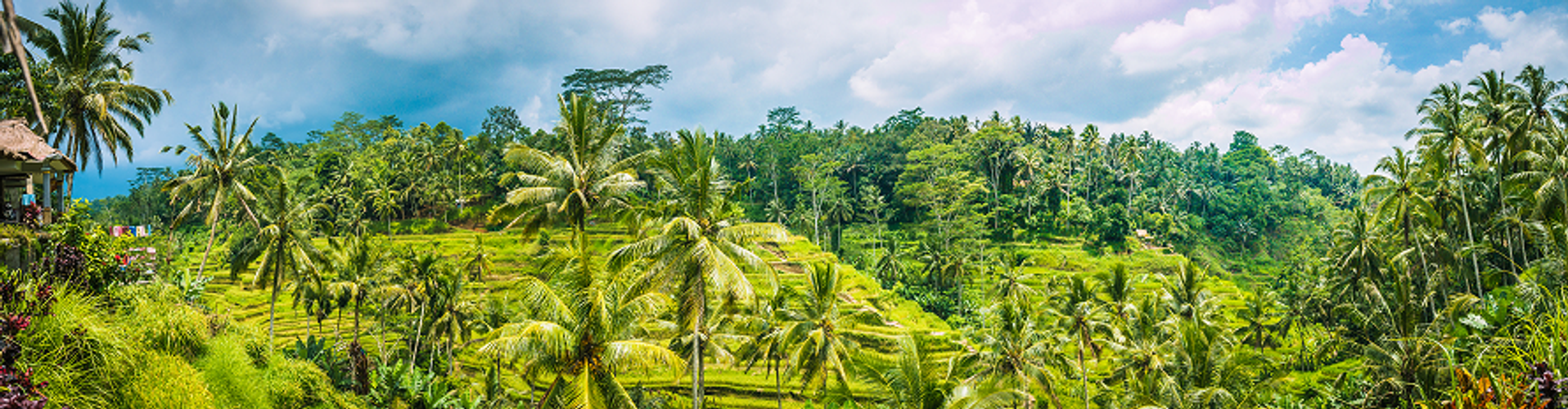 A panoramic shot of the stunning Tegalalang Rice Terraces in Bali, Indonesia. The image captures the vibrant tropical landscape and agricultural beauty of the region, perfect for travel, nature, or landscape photography themes.