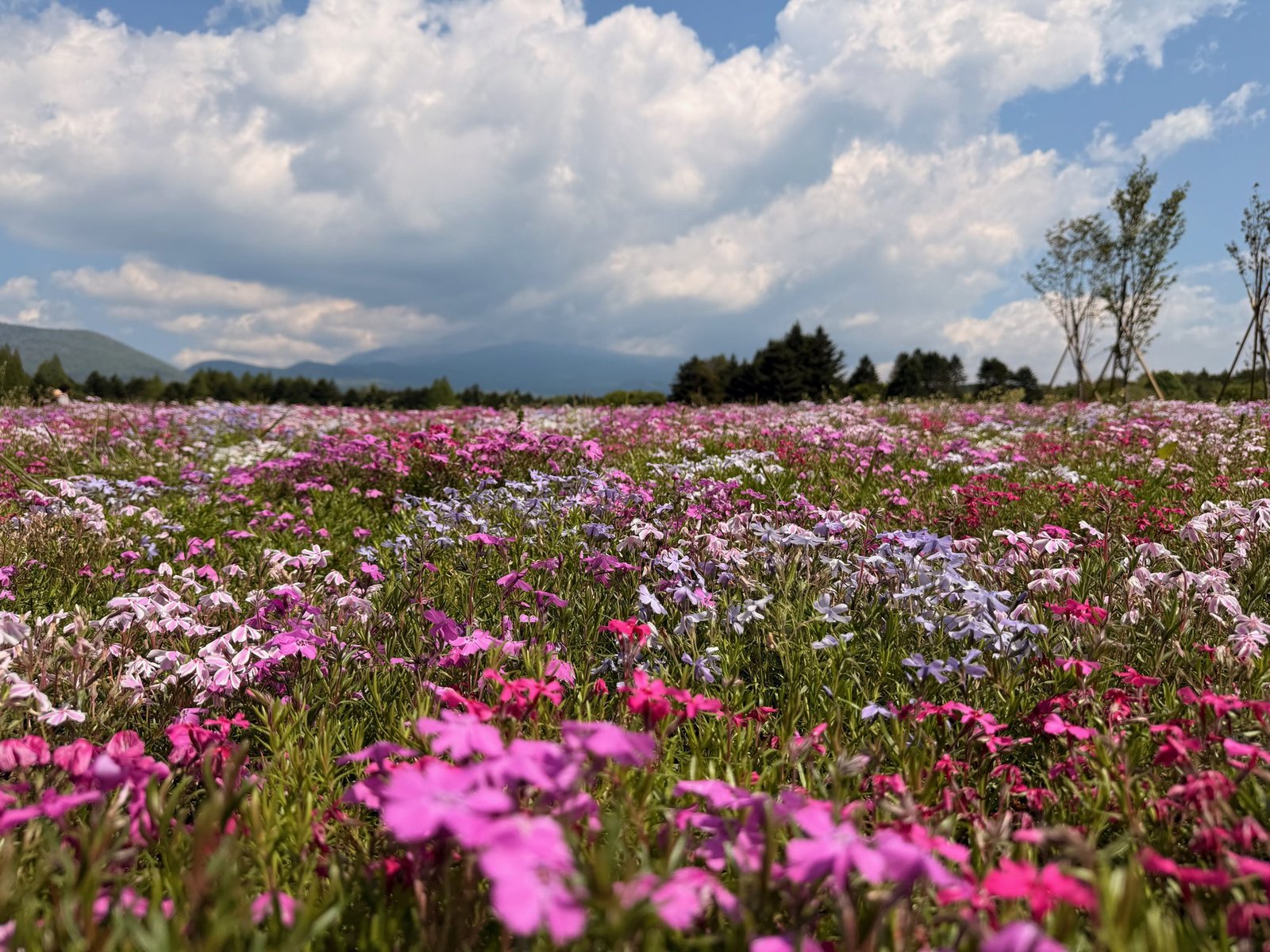 A field of pink and pale flowers with mountain slopes partly obscured by large clouds.
