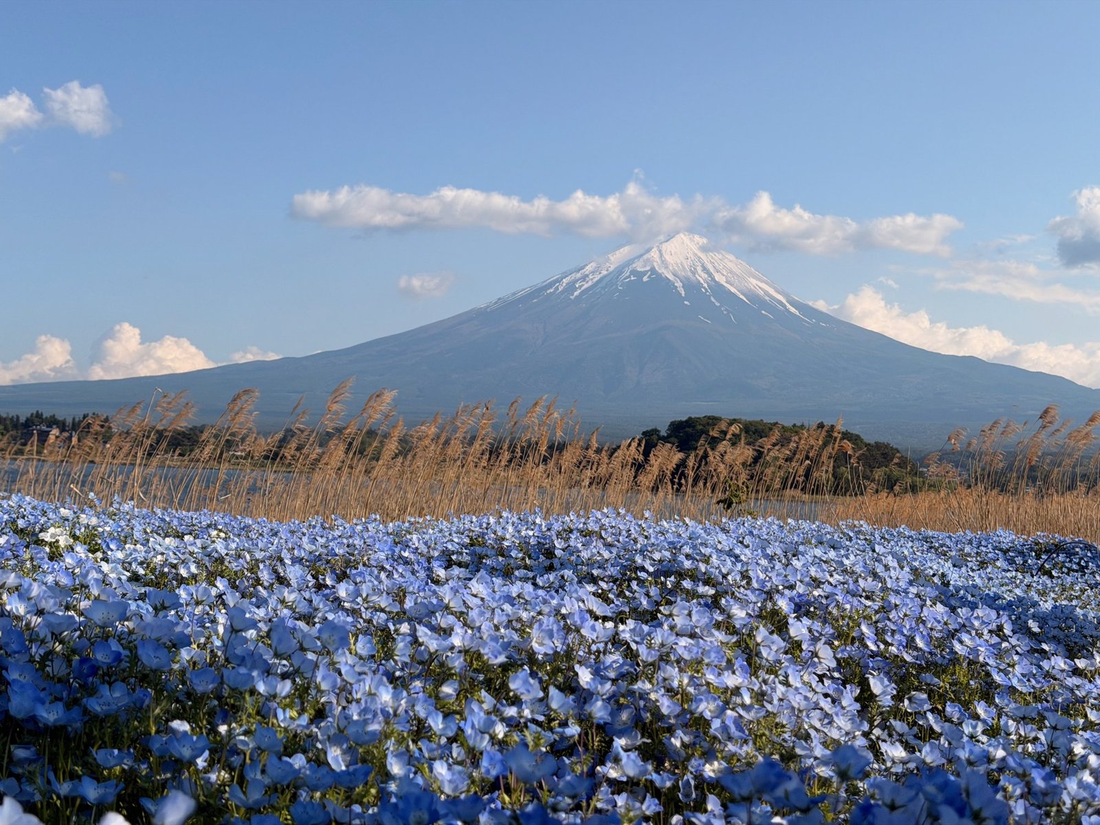 Blue flowers and reeds in front of a lake and snow-capped Mount Fuji.