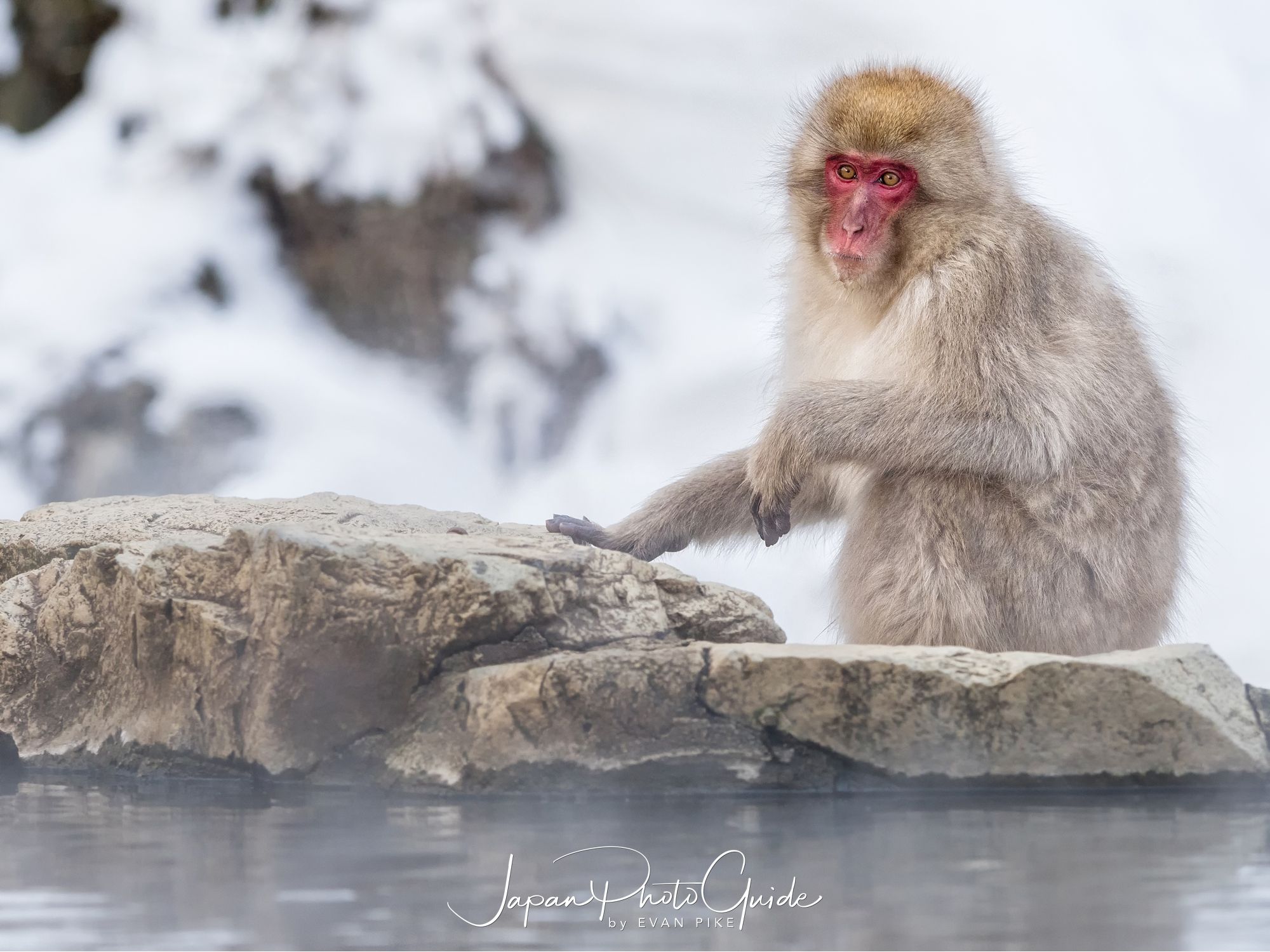 2018 Winter Wildlife Tour of Japan | Japanese Snow Monkeys