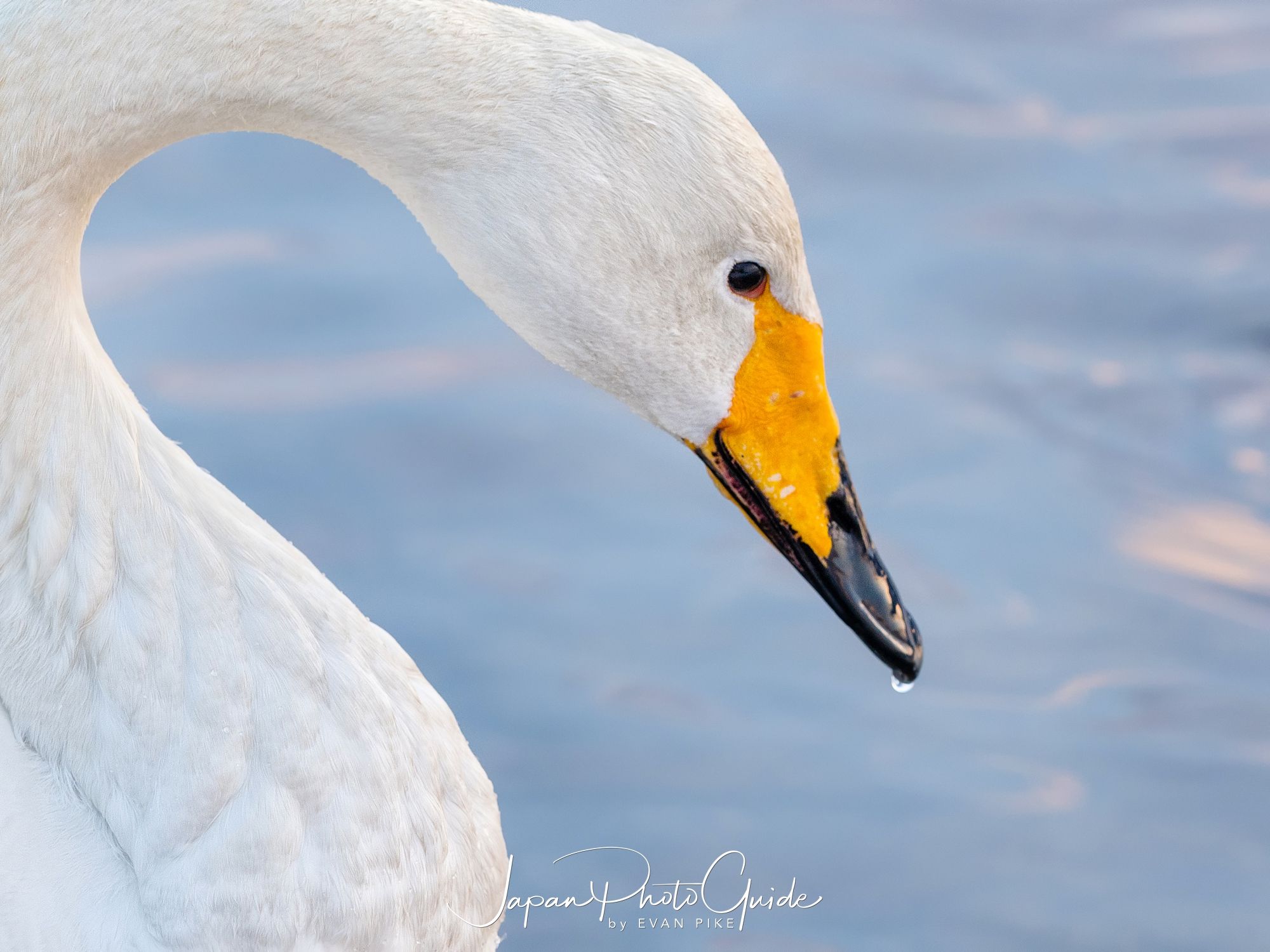 2018 Winter Wildlife Tour of Japan | Whooper Swans in Japan