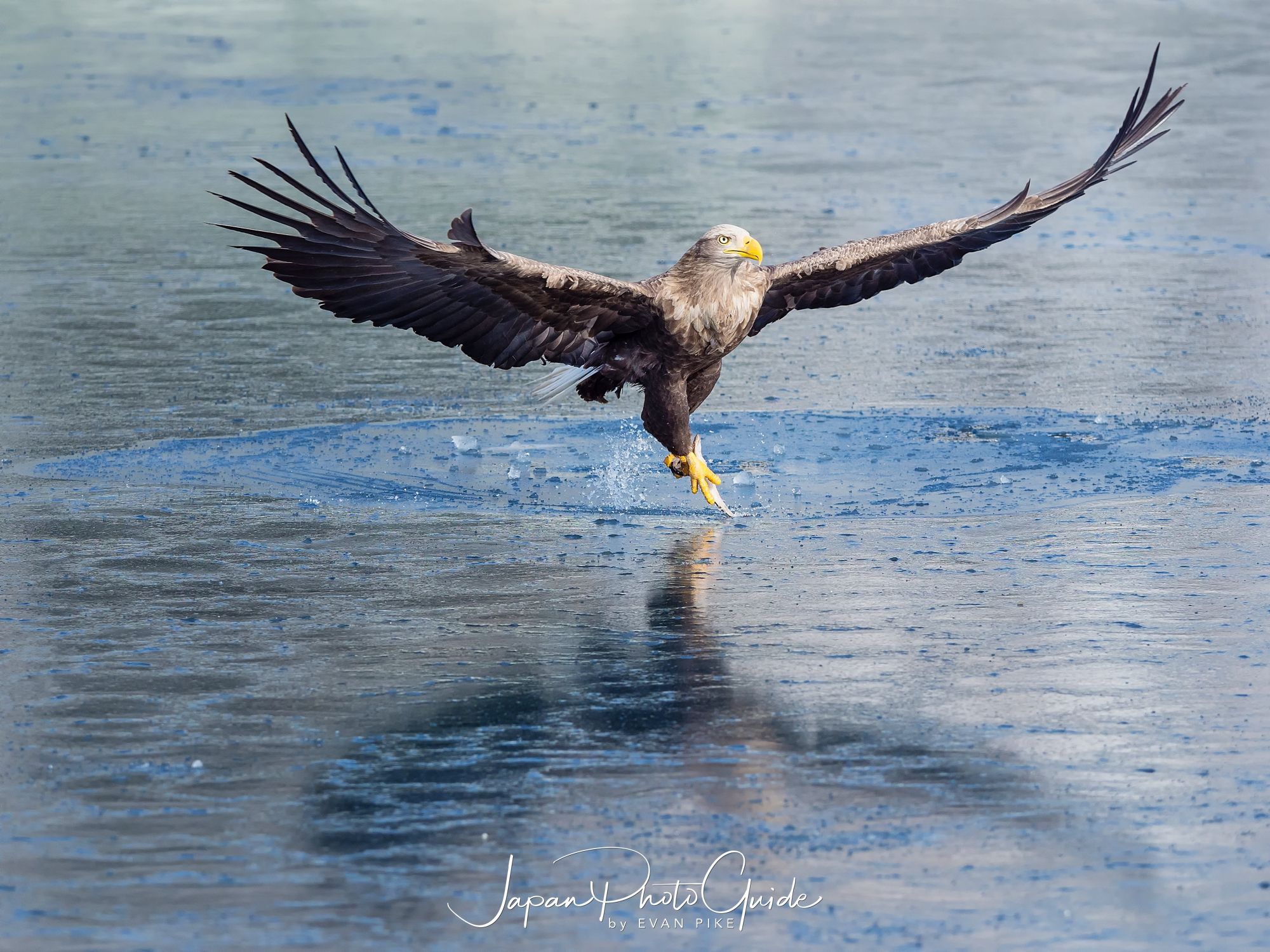 2018 Winter Wildlife Tour of Japan | Steller’s Eagles On Ice