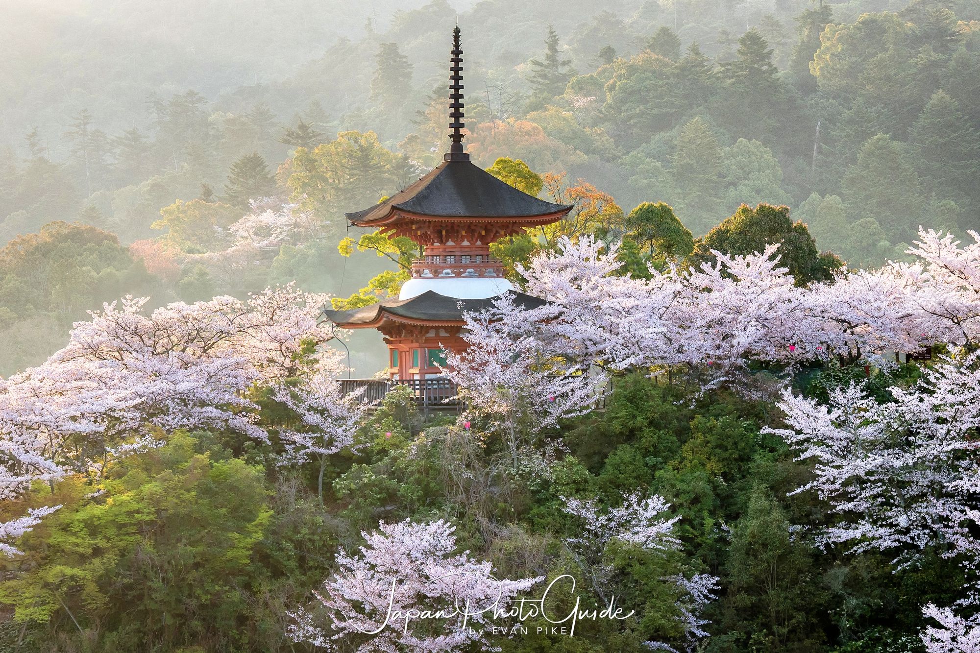 2018 Cherry Blossom Photo Tour of Japan | Miyajima