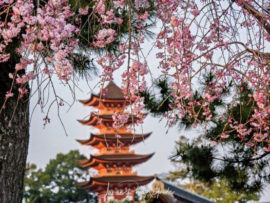 Island Life and Urban Reflections: Cherry Blossoms in Miyajima and Hiroshima 2023