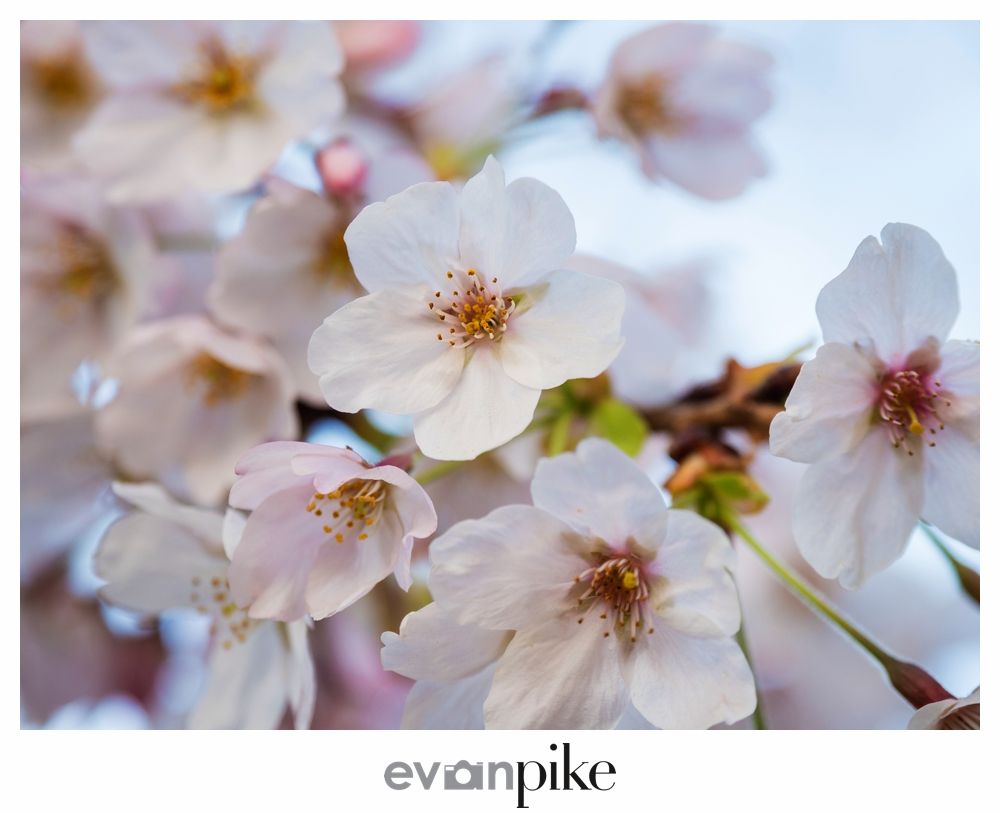 2018 Cherry Blossom Forecast for Japan!