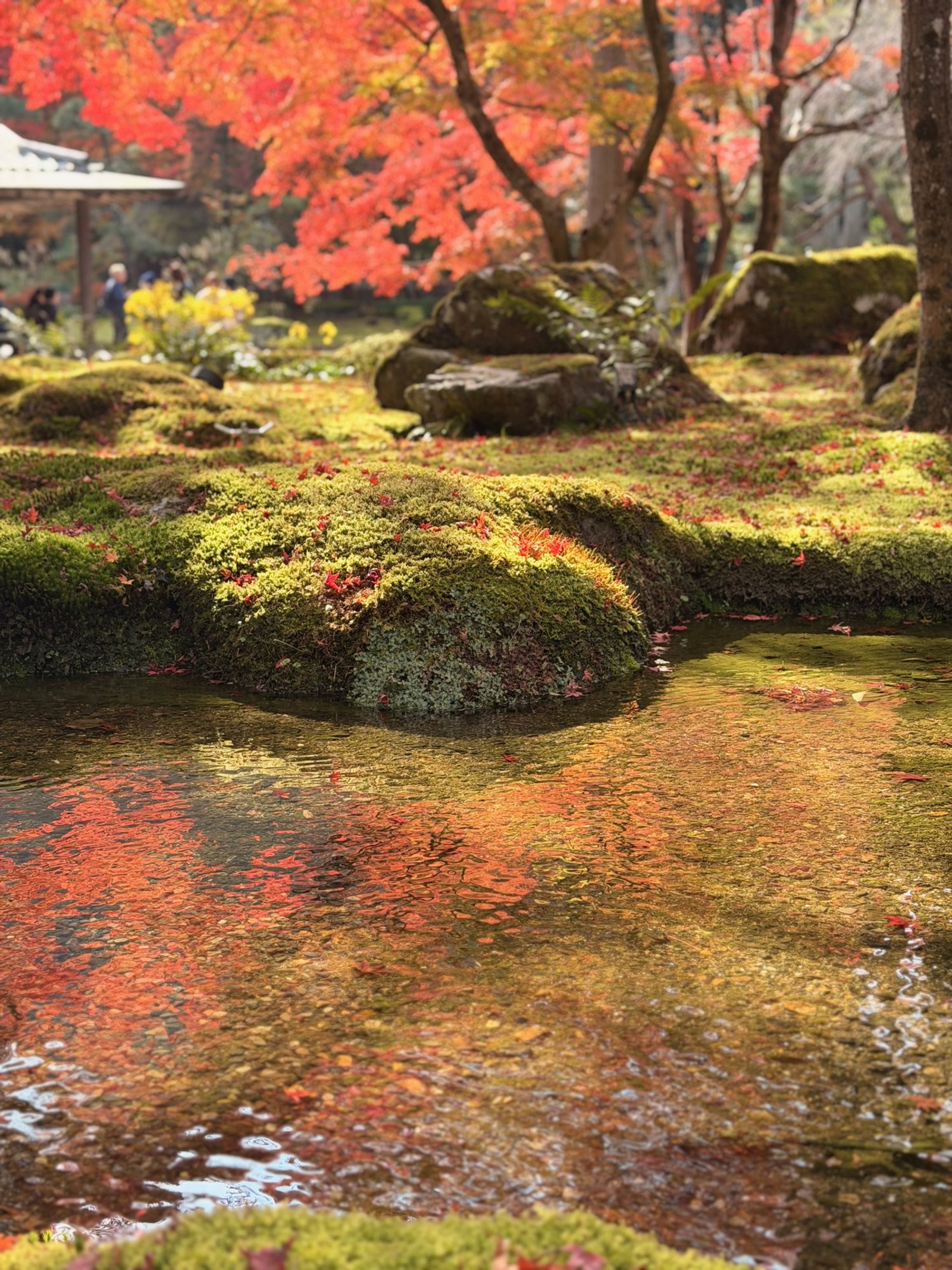 Red maple leaves above mossy stones and a stream reflecting orange and green.