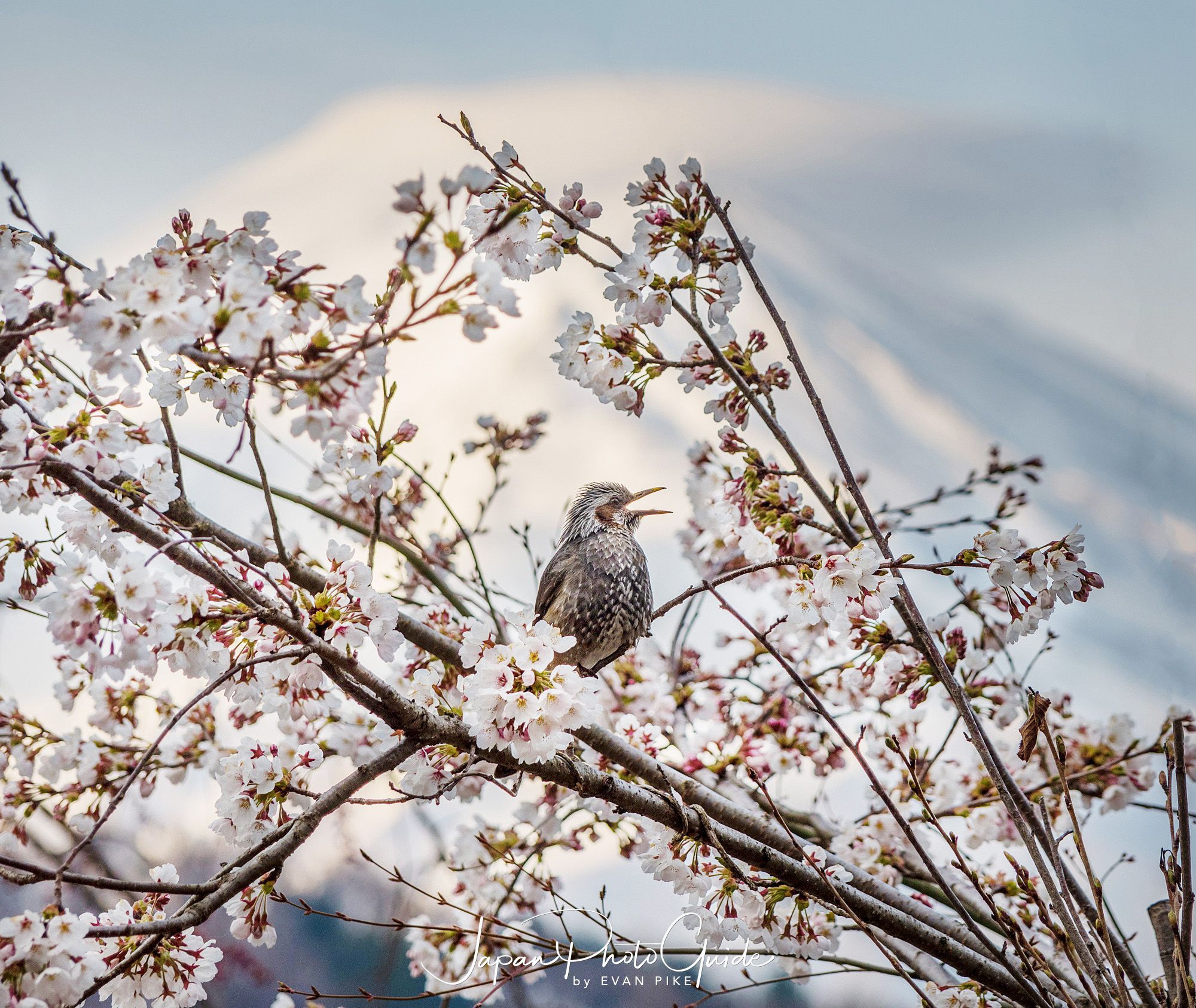 2019 Cherry Blossom Photo Tour | Mt Fuji