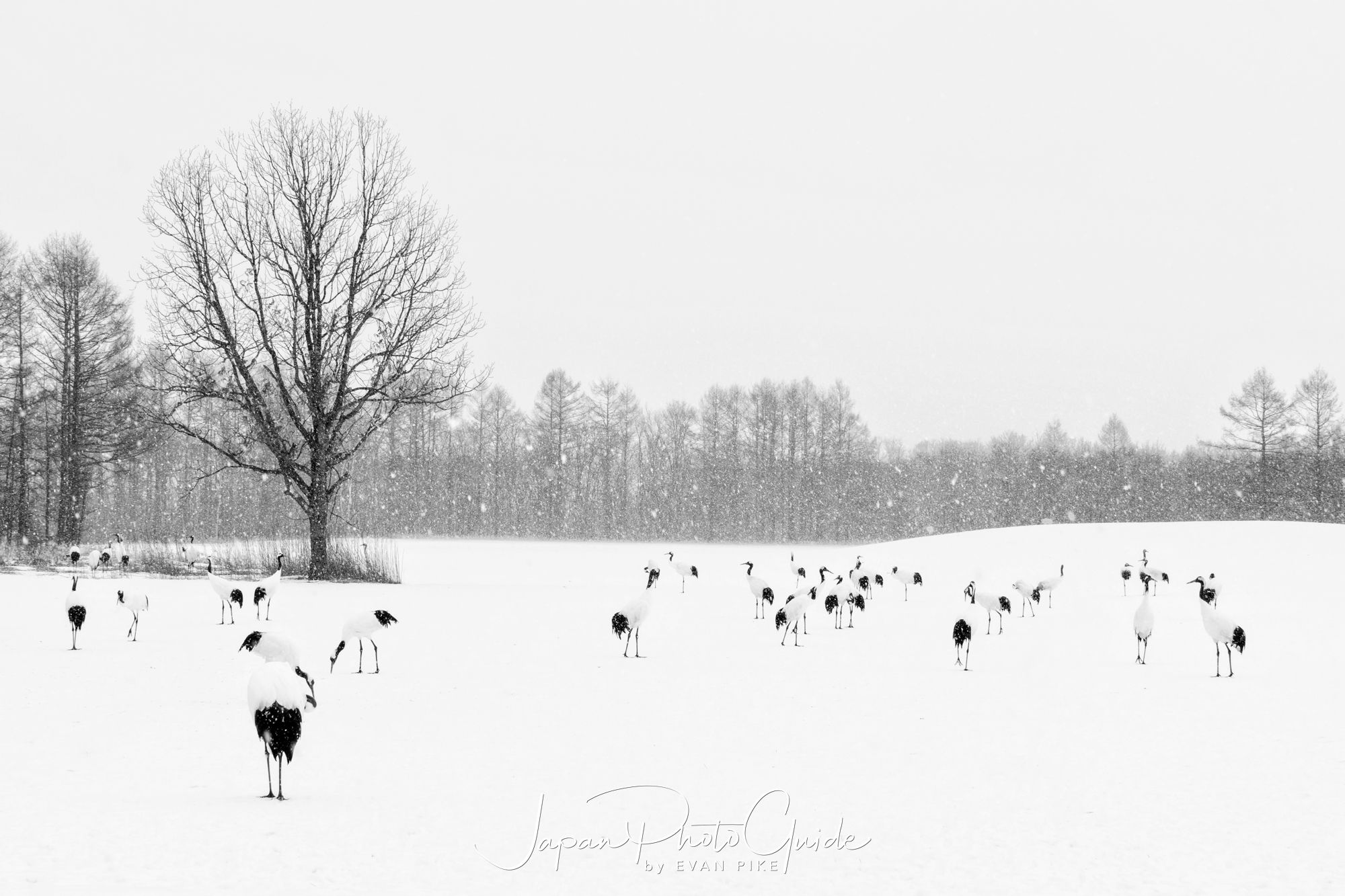 2018 Winter Wildlife Tour of Japan | Japanese Red Crowned Cranes in Snow