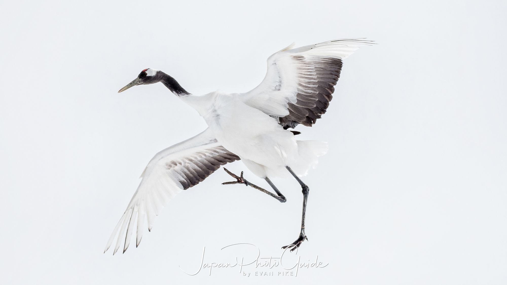 2018 Winter Wildlife Tour of Japan | Japanese Red Crowned Cranes