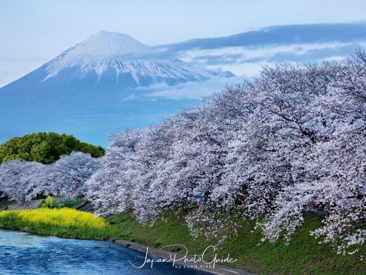 Patience Pays Off: Capturing Mt. Fuji and Cherry Blossoms in Shizuoka
