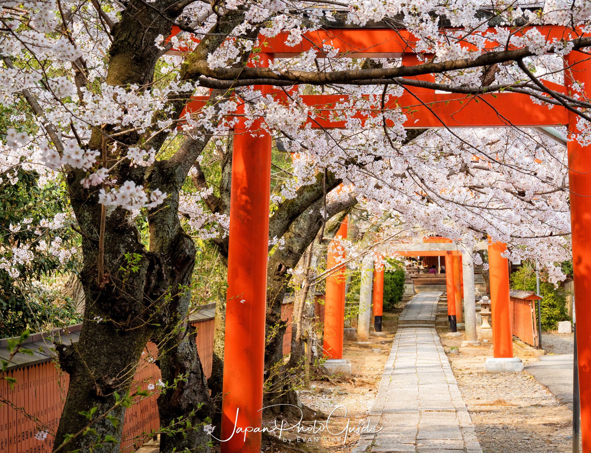 2019 Cherry Blossom Photo Tour | Kyoto
