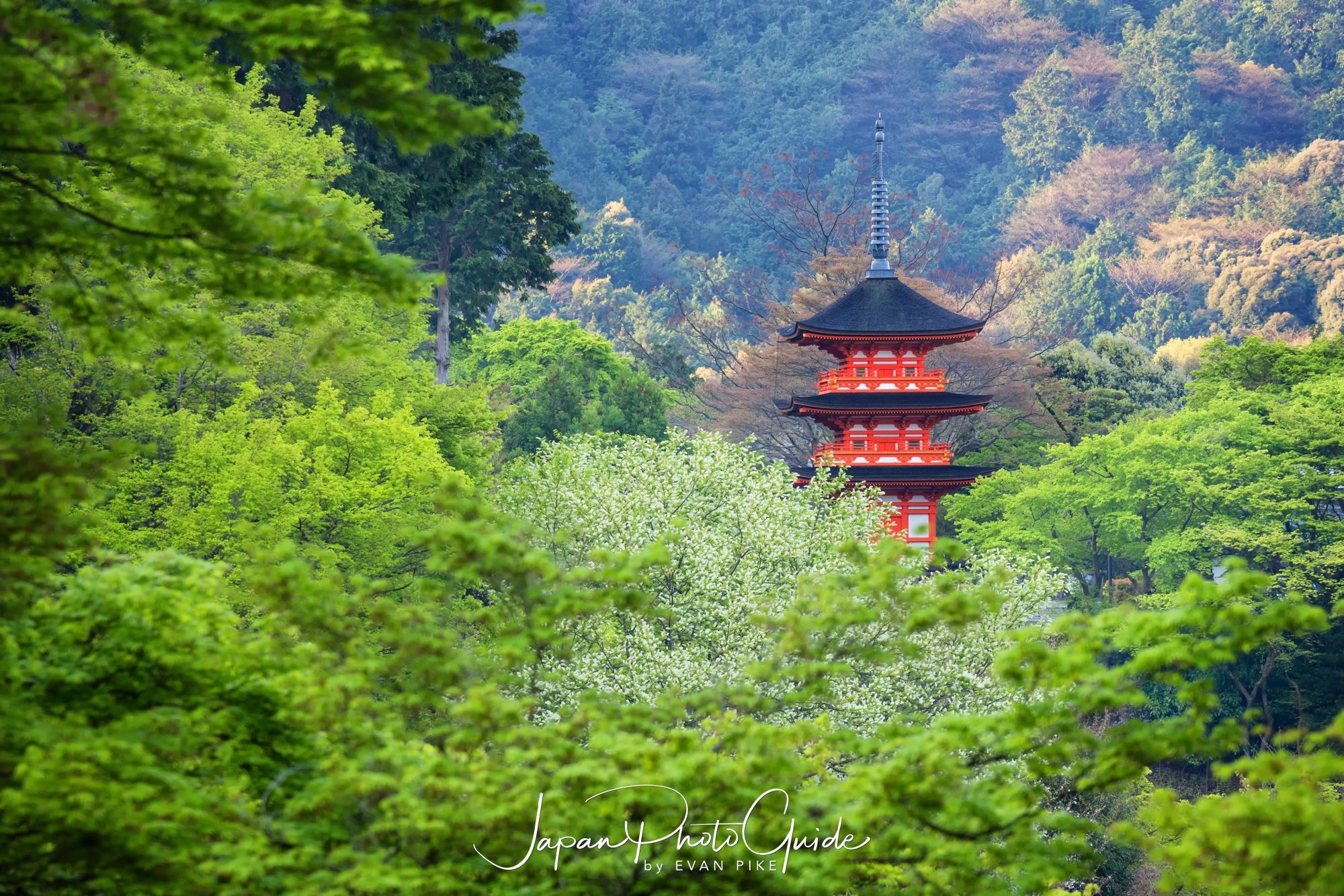 2018 Cherry Blossom Photo Tour of Japan | Kyoto