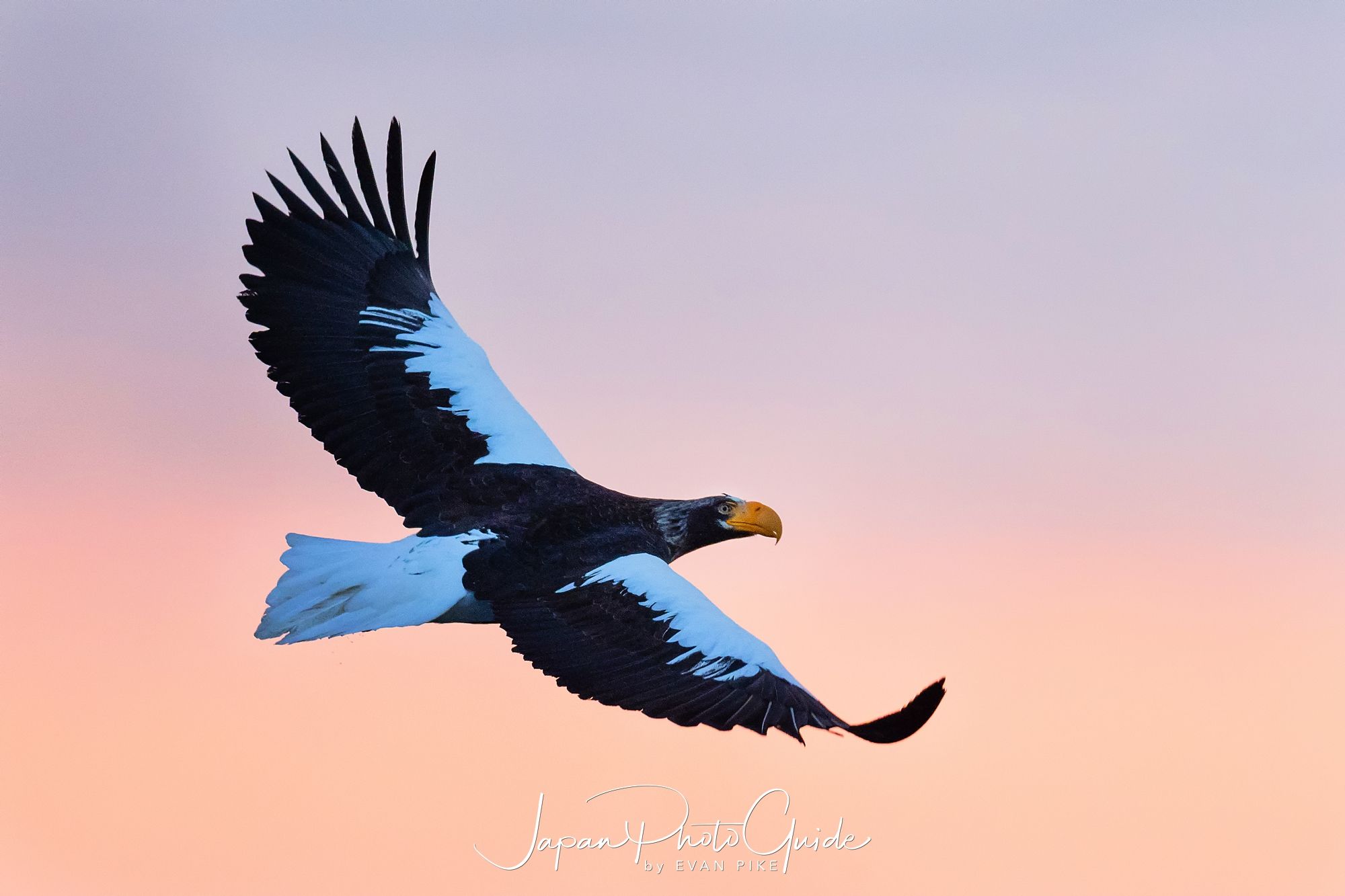 2018 Winter Wildlife Tour of Japan  |  Steller’s Eagles Flying
