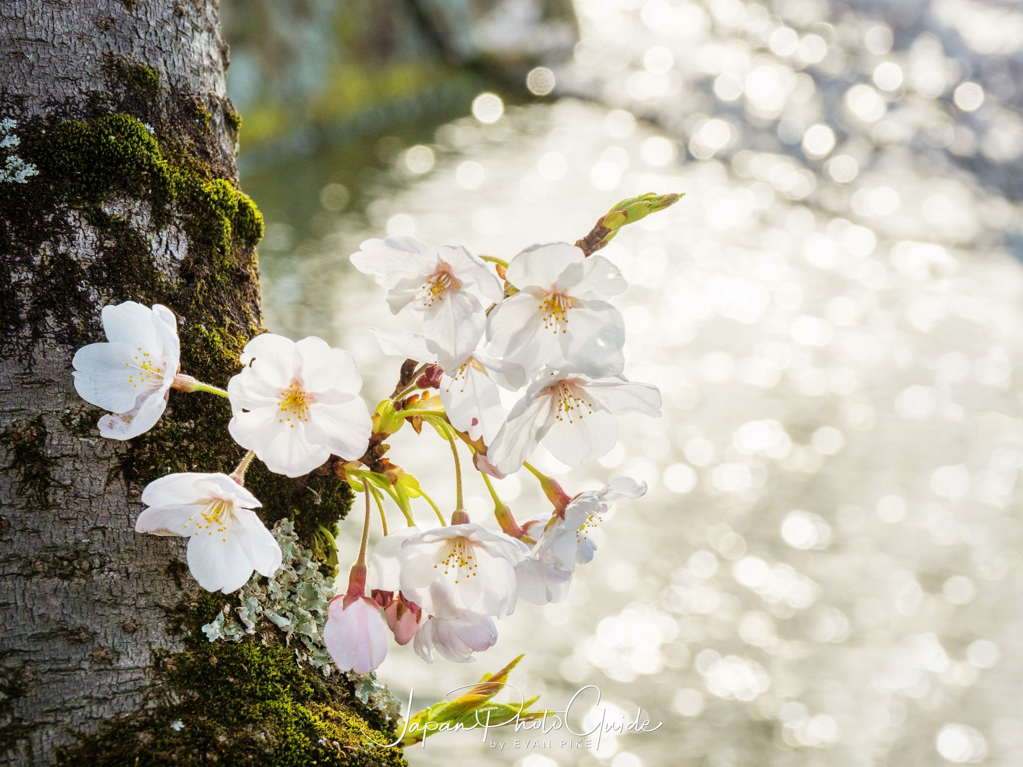 Time for Sakura in Japan!