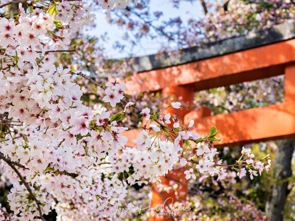 The Old Capital in Bloom: Experiencing Kyoto during Cherry Blossom Season 2023