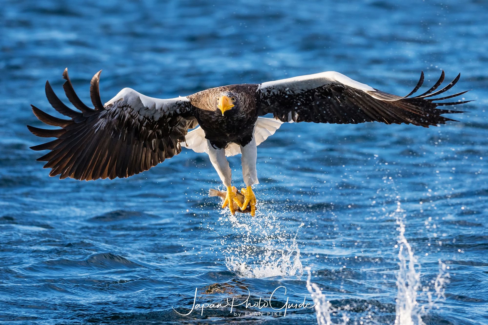 2018 Winter Wildlife Tour of Japan | Steller’s Eagles Catching Fish