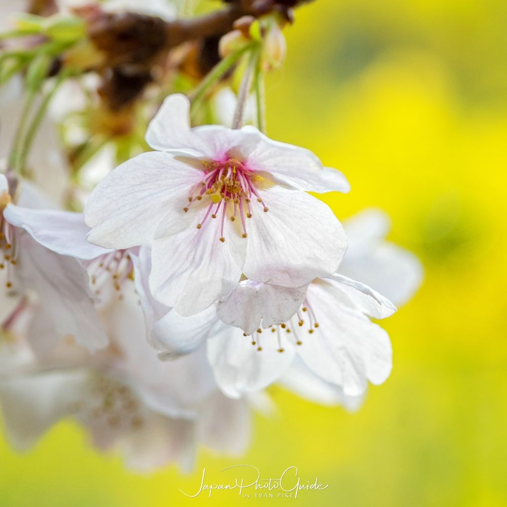 2019 Cherry Blossom Photo Tour | Tokyo
