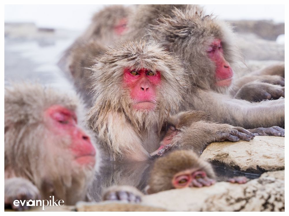 Only in Japan? Snow Monkeys that enjoy a hot spring