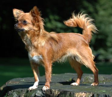 A Chihuahua, the smallest dog breed in the world