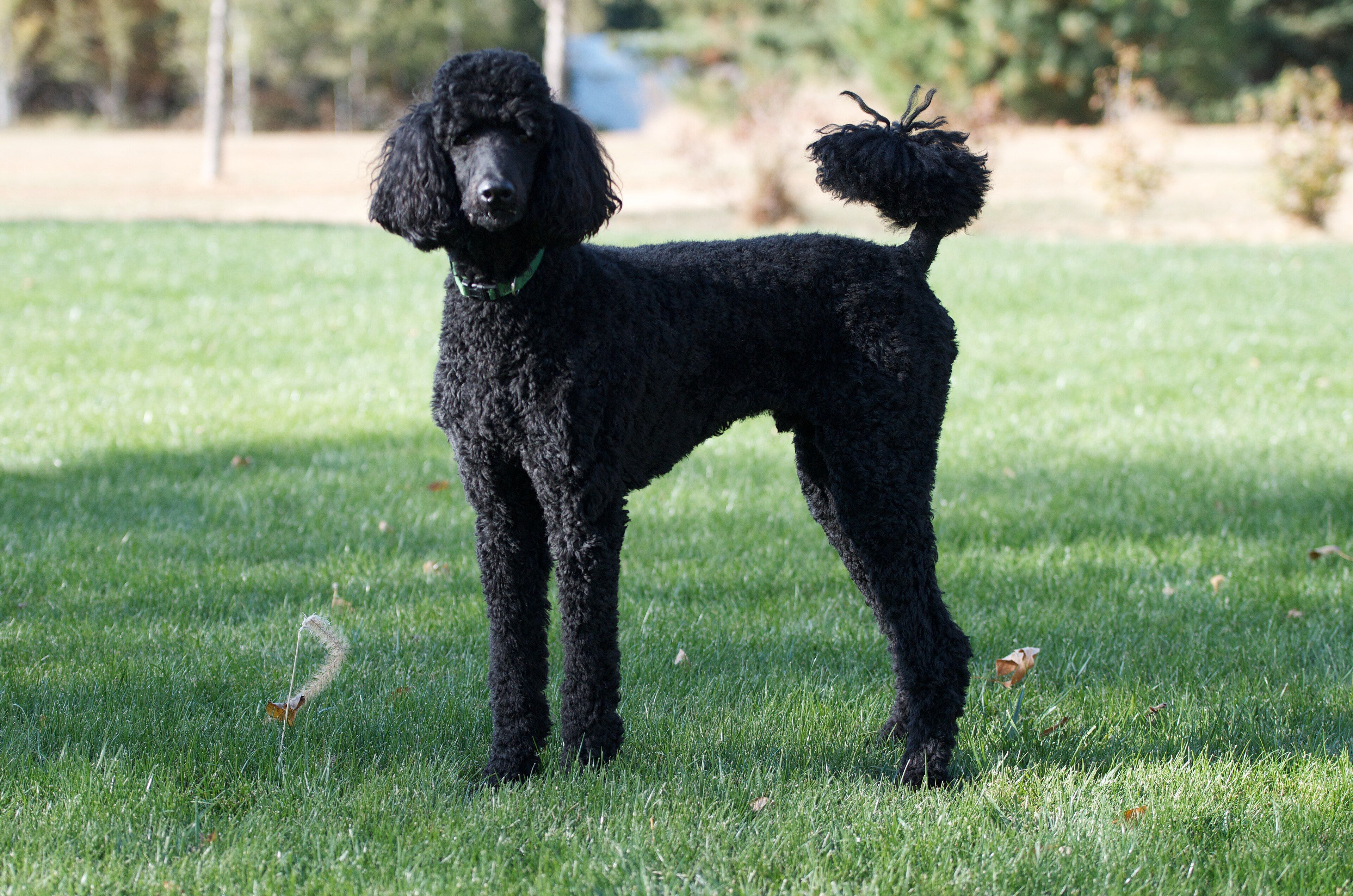 A toy poodle, one of the most popular small dog breeds