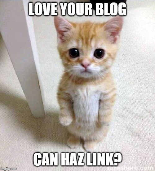 cat meme