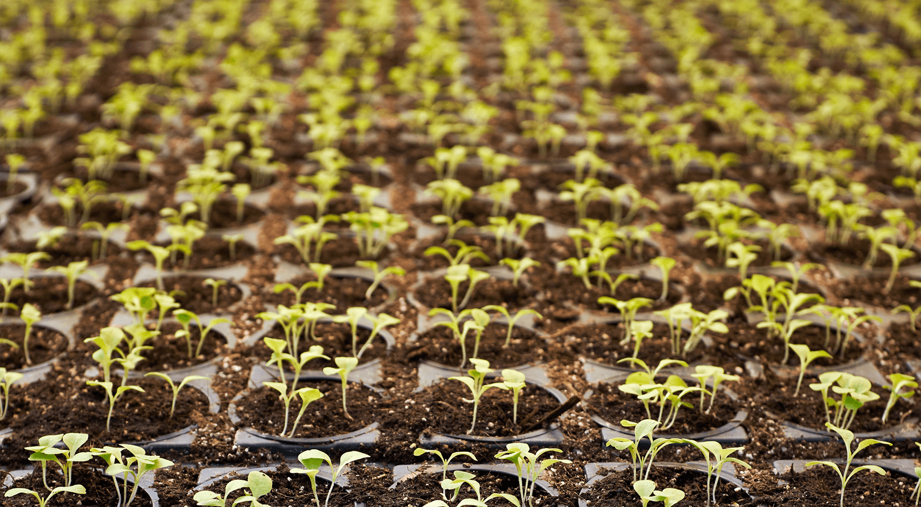 Sprouts in soil​​​​‌﻿‍﻿​‍​‍‌‍﻿﻿‌﻿​‍‌‍‍‌‌‍‌﻿‌‍‍‌‌‍﻿‍​‍​‍​﻿‍‍​‍​‍‌﻿​﻿‌‍​‌‌‍﻿‍‌‍‍‌‌﻿‌​‌﻿‍‌​‍﻿‍‌‍‍‌‌‍﻿﻿​‍​‍​‍﻿​​‍​‍‌‍‍​‌﻿​‍‌‍‌‌‌‍‌‍​‍​‍​﻿‍‍​‍​‍​‍﻿﻿‌﻿​﻿‌﻿‌​‌﻿‌‌‌‍‌​‌‍‍‌‌‍﻿﻿​‍﻿﻿‌‍‍‌‌‍﻿‍‌﻿‌​‌‍‌‌‌‍﻿‍‌﻿‌​​‍﻿﻿‌‍‌‌‌‍‌​‌‍‍‌‌﻿‌​​‍﻿﻿‌‍﻿‌‌‍﻿﻿‌‍‌​‌‍‌‌​﻿﻿‌‌﻿​​‌﻿​‍‌‍‌‌‌﻿​﻿‌‍‌‌‌‍﻿‍‌﻿‌​‌‍​‌‌﻿‌​‌‍‍‌‌‍﻿﻿‌‍﻿‍​﻿‍﻿‌‍‍‌‌‍‌​​﻿﻿‌‌﻿​​‌‍﻿﻿‌﻿​﻿‌﻿‌​​‍﻿‍‌﻿​﻿‌‍​﻿‌‍​‌‌‍﻿​‌‍‍‌‌‍﻿‍‌‍‌﻿​‍﻿‌‌﻿‍‌‌‍﻿﻿‌﻿‌‌‌﻿​‍​‍﻿‌‌‍﻿​‌‍‍‌‌‍﻿‍‌‍‍﻿​‍﻿‌‌‍​‍‌﻿‌‌‌‍‍‌‌‍﻿​‌‍‌​‌‍‍‌‌‍﻿‍‌‍‌﻿​‍﻿‌‌﻿‌​‌‍‌‌‌‍​‌‌‍﻿‌​﻿‍﻿‌﻿‌​‌﻿‍‌‌﻿​​‌‍‌‌​﻿﻿‌‌﻿​​‌‍﻿﻿‌﻿​﻿‌﻿‌​​﻿‍﻿‌﻿​​‌‍​‌‌﻿‌​‌‍‍​​﻿﻿‌‌‍‌‍‌‍‌‌‌‍​‌‌﻿‌​‌﻿‌‌‌﻿​‍‌‍‌‌‌‍‌​‌​‍‌‌‍﻿‌‌‍​‌‌‍‌﻿‌‍‌‌​‍﻿‍‌‍​‌‌‍﻿​‌﻿‌​​﻿﻿﻿‌‍​‍‌‍​‌‌﻿​﻿‌‍‌‌‌‌‌‌‌﻿​‍‌‍﻿​​﻿﻿‌​‍‌‌​﻿​‍‌​‌‍‌﻿​﻿‌﻿‌​‌﻿‌‌‌‍‌​‌‍‍‌‌‍﻿﻿​‍‌‍‌‍‍‌‌‍‌​​﻿﻿‌‌﻿​​‌‍﻿﻿‌﻿​﻿‌﻿‌​​‍﻿‍‌﻿​﻿‌‍​﻿‌‍​‌‌‍﻿​‌‍‍‌‌‍﻿‍‌‍‌﻿​‍﻿‌‌﻿‍‌‌‍﻿﻿‌﻿‌‌‌﻿​‍​‍﻿‌‌‍﻿​‌‍‍‌‌‍﻿‍‌‍‍﻿​‍﻿‌‌‍​‍‌﻿‌‌‌‍‍‌‌‍﻿​‌‍‌​‌‍‍‌‌‍﻿‍‌‍‌﻿​‍﻿‌‌﻿‌​‌‍‌‌‌‍​‌‌‍﻿‌​‍‌‍‌﻿‌​‌﻿‍‌‌﻿​​‌‍‌‌​﻿﻿‌‌﻿​​‌‍﻿﻿‌﻿​﻿‌﻿‌​​‍‌‍‌﻿​​‌‍​‌‌﻿‌​‌‍‍​​﻿﻿‌‌‍‌‍‌‍‌‌‌‍​‌‌﻿‌​‌﻿‌‌‌﻿​‍‌‍‌‌‌‍‌​‌​‍‌‌‍﻿‌‌‍​‌‌‍‌﻿‌‍‌‌​‍﻿‍‌‍​‌‌‍﻿​‌﻿‌​​‍‌‍‌﻿​​‌‍‌‌‌﻿​‍‌﻿​﻿‌﻿​​‌‍‌‌‌‍​﻿‌﻿‌​‌‍‍‌‌﻿‌‍‌‍‌‌​﻿﻿‌‌﻿​​‌﻿‌‌‌‍​‍‌‍﻿​‌‍‍‌‌﻿​﻿‌‍‍​‌‍‌‌‌‍‌​​‍​‍‌﻿﻿‌