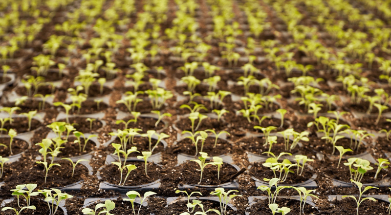 Sprouts in soil