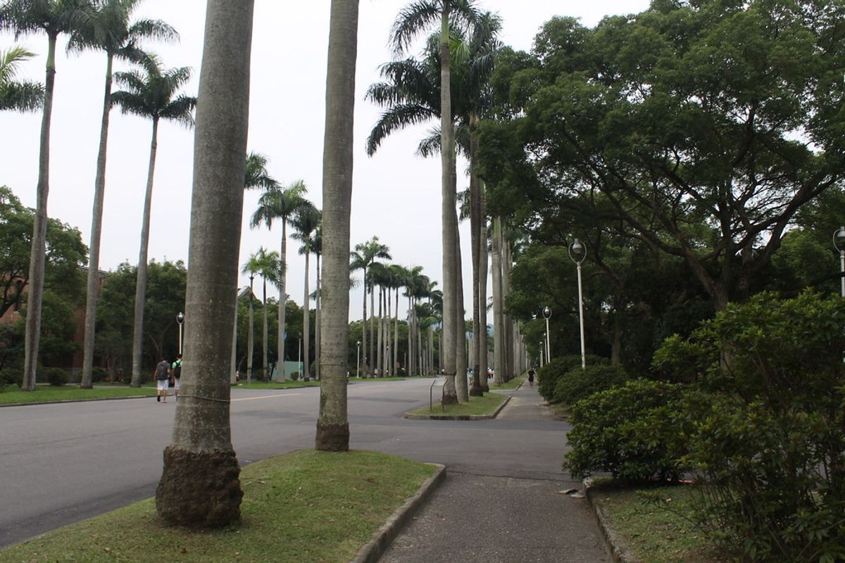 Royal palm boulevard on the National Taiwan University campus in Taipei on an overcast day