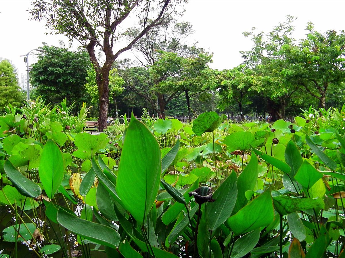 Lotus pond and trees inside Daan Forest Park, Taipei